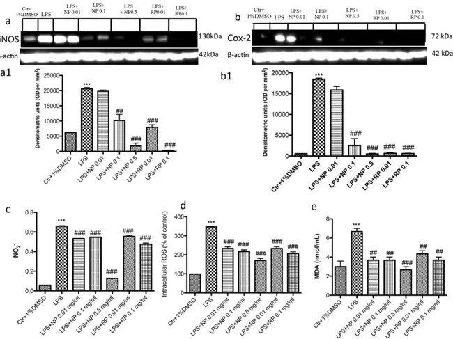 Figure 4. Effect of NP and RP on the expression of iNOS, COX‐2 and nitrite levels. Western blot analysis 