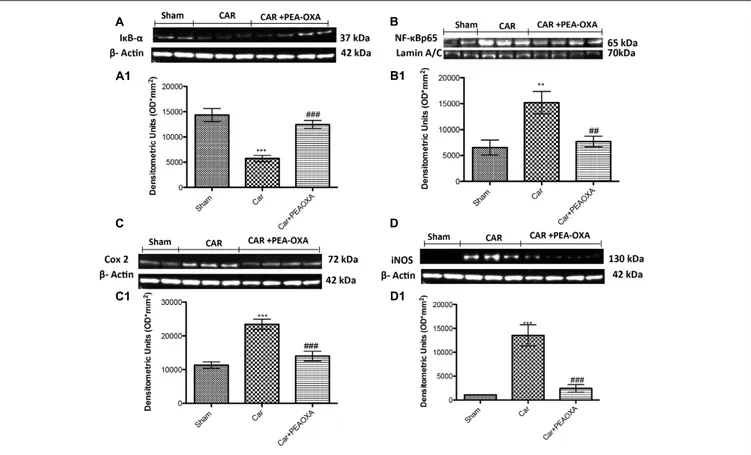 FIGURE 10 | Western blot analysis of I κB-α, NF-κB p-65, COX-2 and iNOS in the rat spinal cord tissues following intraplantar hind paw injection of CAR: effects of administered PEA-OXA