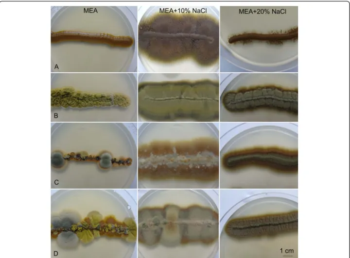 Fig. 6 Morphology of Hortaea werneckii cultures on malt extract agar (MEA) without and with added NaCl