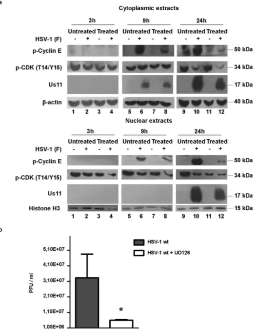 Figure 3.  Effect of U0126 inhibitor treatment on cyclin E and CDK2 expression and on viral replication