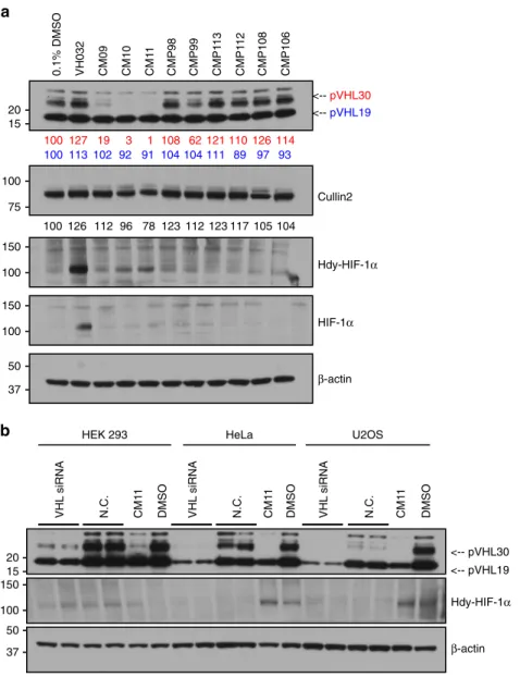 Fig. 4 Homo-PROTACs CM09, CM10 and CM11 induce selective knockdown of the long isoform of VHL