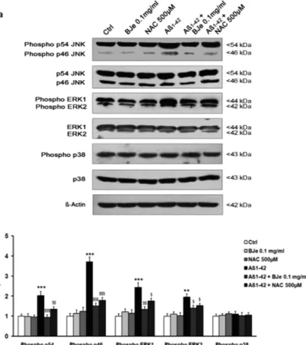 Figure 4.  BJe reduces the phosphorylation of MAPK caused by Aβ 1-42 . (a) The modulation of MAPK 