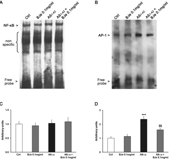 Figure 5.  EMSA analysis of NF-kB and AP-1 in Aβ 1-42 -treated THP-1 cells after exposure to BJe
