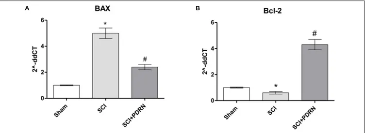 FIGURE 5 | The graphs represent qPCR results of (A) BAX and (B) Bcl-2 from spinal cord tissues 24 h following SCI