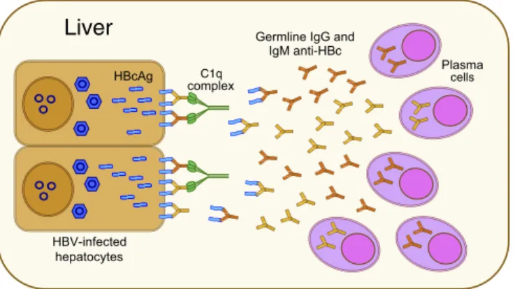 Fig. 7. Potential model of HBV-associated ALF. Our data suggest a model for the pathogenesis of HBV-associated ALF, whereby liver damage is  me-diated by a T cell-independent B cell response centered in the liver with massive intrahepatic production of IgM