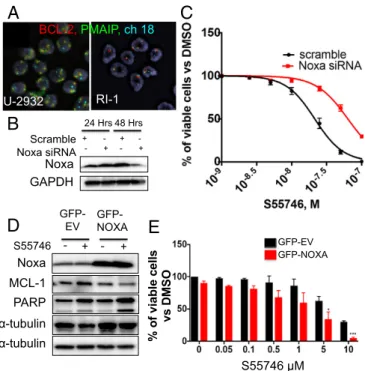 Fig. 2. PMAIP1/NOXA gene amplification increases DLBCL vulnerability to BCL2 inhibitors
