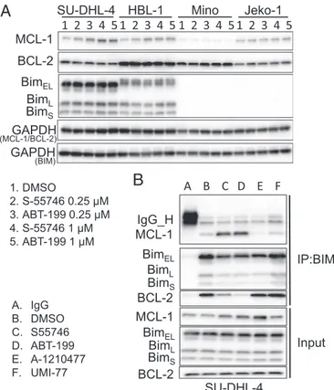 Fig. 3. BCL2 inhibitors deplete MCL1 in DLBCL cells harboring NOXA gene amplification by a caspase-dependent mechanism