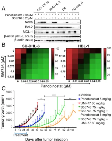 Fig. 5. S55746 synergizes with panobinostat in vitro and in vivo in DLBCL. (A) Western blot showing increase in NOXA protein levels and decrease in MCL1, after treatment with the combination of panobinostat and S55746 for 24 h