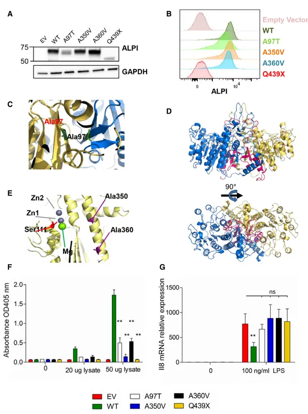 Figure 3. Loss of function of ALPI mutants.