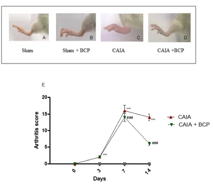 Figure 1. Macroscopic evaluation of arthritis in Sham (A), Sham + BCP (B), CAIA (C), and CAIA + 