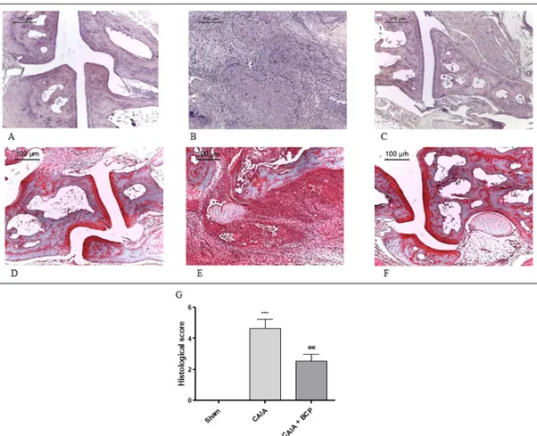 Figure 2. Representative H&amp;E and Safranin O staining of joints from mice: Sham (A,D), CAIA (B,E) 