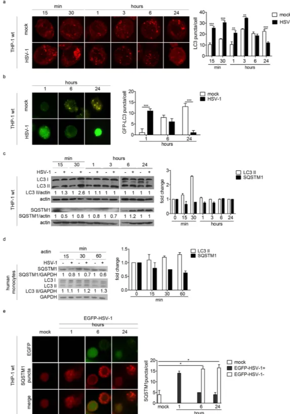 Figure 1.  HSV-1 transiently induces autophagy during the early phases of the infection