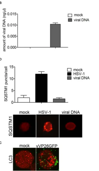Figure 2.  The stimulation of autophagy by HSV-1 is not dependent on viral DNA. THP-1 cells were transiently 