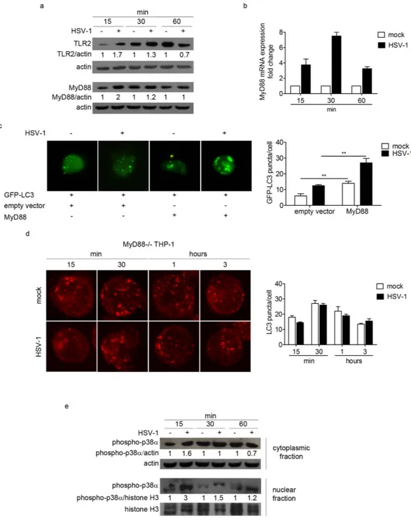 Figure 3.  The MyD88-dependent pathway is involved in the early activation of HSV-1-mediated autophagy