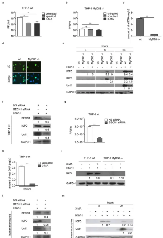 Figure 4.  Induction of autophagy mediated by HSV-1 has a proviral role. Viral production was quantified 