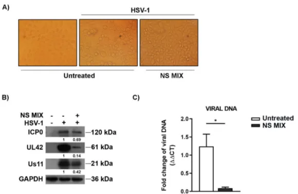 Figure 3. NS MIX affected the expression of viral antigens and HSV-1 replication. (A) Normal