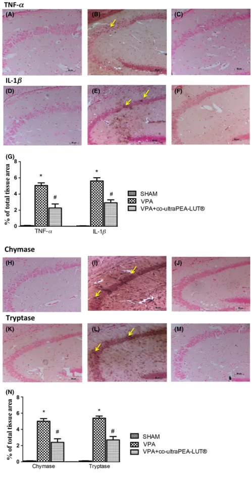 Figure 3 Effect of co-ultramicronized PEA- PEA-LUT  on TNF-a, IL-1b, and chymase and tryptase expression in VPA-treated mice