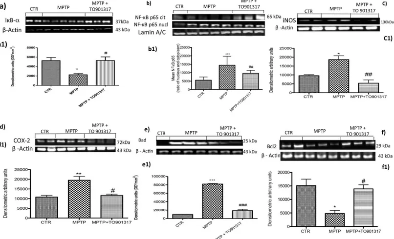 Fig 6. Effect of TO901317 on inflammatory process and apoptotic event in SH-SY5Y cell cultures