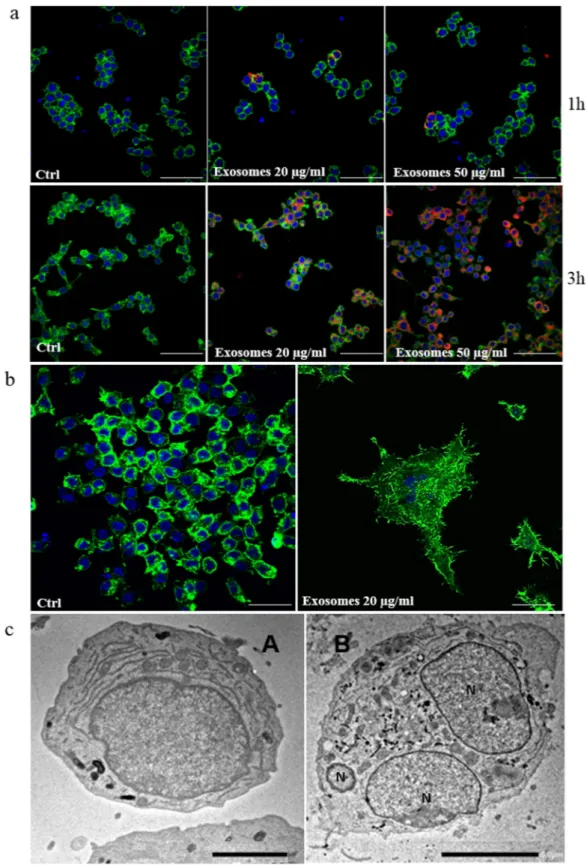 Figure 2.  CRL-2868 exosomes are internalized by RAW 264.7 cells and induce preosteoclasts morphological  differentiation