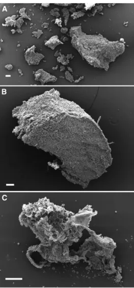 FIGURE 4 TEM images (A and B) of masticated NAs show intact cells and their content. The TEM image in panel C shows ruptured cells at the surface of the masticated NA particle; note the coalesced lipid bodies