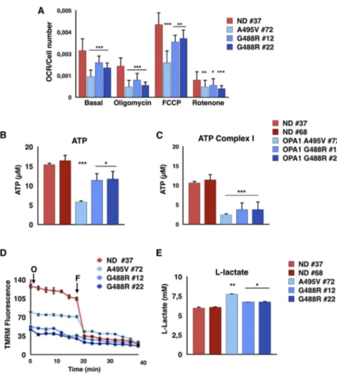 Figure 3. Activity and Mitochondrial Mem- Mem-brane Potential Are Affected in PD-OPA1 NPCs