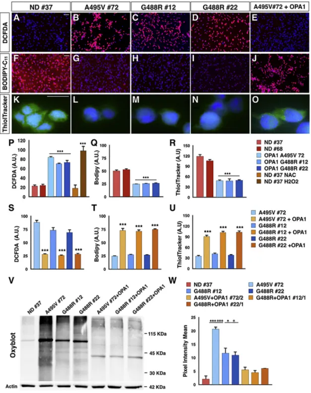 Figure 4. High Oxidative Stress Level in PD-OPA1 NPCs