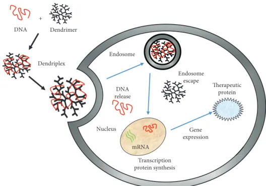 Figure 10: Schematic diagram for a possible route in the use of dendrimers as gene delivery vectors.