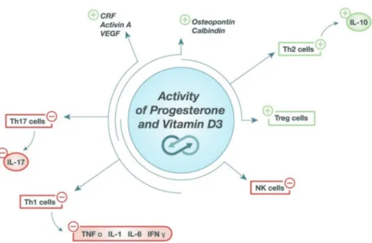 Figure 4. Progesterone and vitamin D share several biological activities, as an inducer of anti-inflammatory pathways (Th2  and Treg cells)