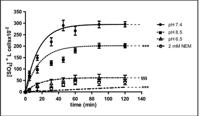 Fig. 1.  Time course of  SO 4 =  uptake in human 