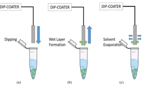 Fig. 1. Schematic diagram of the dip coating process. (a) Fiber tip is dipped at a constant speed into the colloidal solution