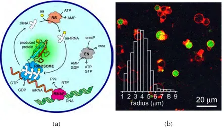 Figure 3. TX-TL reactions inside lipid vesicles (liposomes). (a) Schematic rep- rep-resentation of protein synthesis