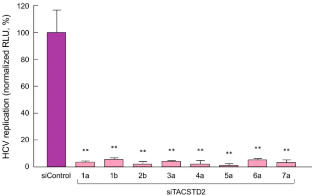 Fig 6. TACSTD2 gene silencing inhibits HCV infection with a pan-genotype effect. Parental Huh7.5 cells were transfected with either siControl or siTACSTD2 and after 72 h were infected with HCV of various genotypes, comprising 1a, 1b, 2b, 3a, 4a, 5a, 6a, an