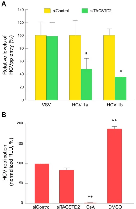 Fig 8. TACSTD2 inhibits HCV infection at the level of viral entry. (A) Parental Huh7.5 cells were transfected with either siControl or siTACSTD2 for 72h before infection