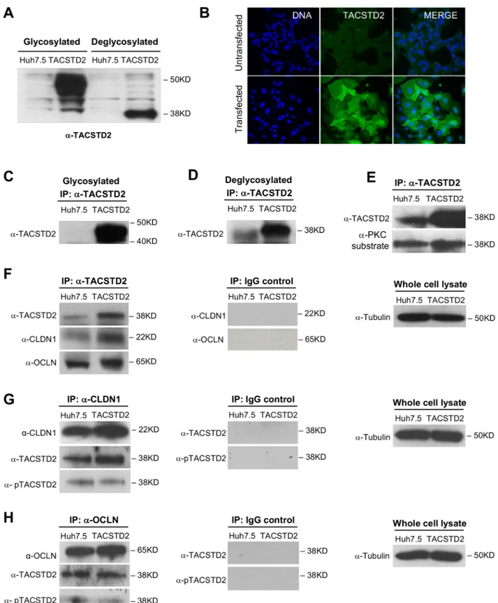 Fig 2. TACSTD2 expression and interaction with HCV-entry cofactors in hepatoma cells. (A) Western blot analysis of TACSTD2 expression in parental Huh7.5 cells and TACSTD2-overexpressing Huh7.5 cells (TACSTD2)