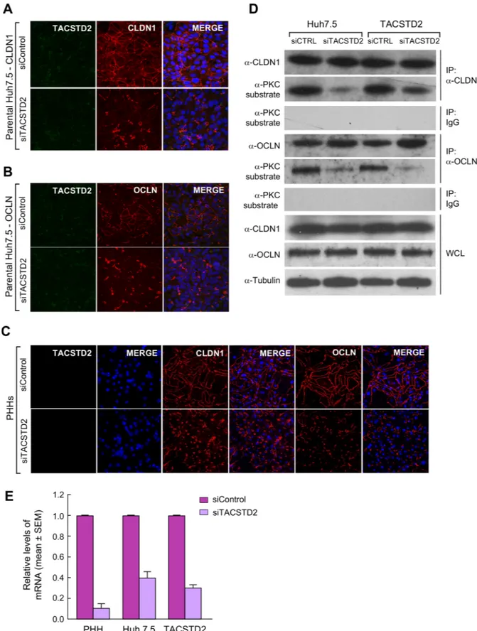 Fig 3. TACSTD2 gene silencing disrupts CLDN1 and OCLN cellular localization in hepatoma cells and primary human hepatocytes
