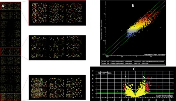 Figure 9.  microRNA expression as evaluated by microarray analysis in A549 cells either sham-treated or 