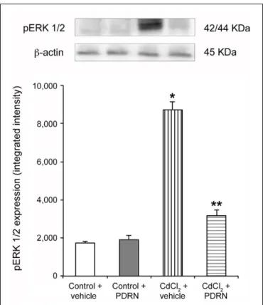 FIGURE 1 | Representative Western Blot analysis of p-ERK 1/2 of testis-derived lysates obtained from the two types of control animals (Control plus vehicle; Control plus PDRN) and the two types of treated ones (CdCl 2 plus vehicle; CdCl 2 plus PDRN)