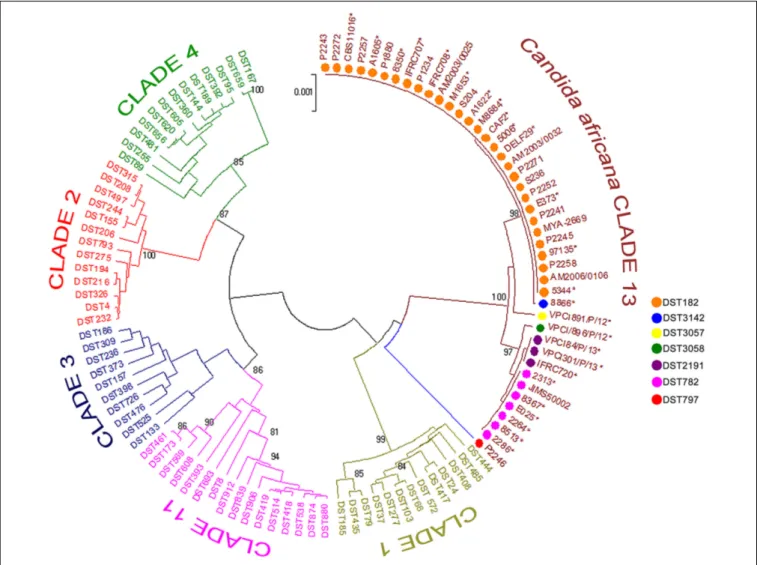 FIGURE 3 | Phylogenetic tree generated by UPGMA analysis using concatenated MLST sequences of the C