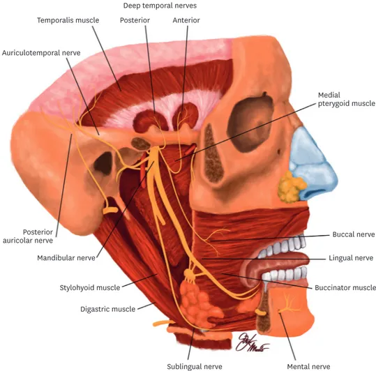 Fig. 1.  MN is a branch of the posterior trunk of the inferior alveolar nerve, which is itself a branch of the  mandibular division of the trigeminal nerve