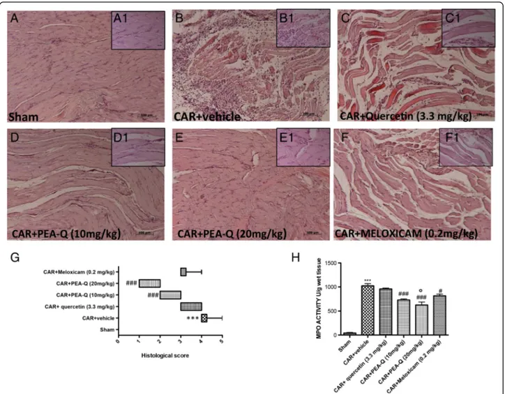 Fig. 3 Effects of PEA-Q on CAR-induced histological damage and neutrophil infiltration