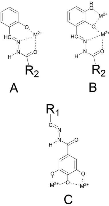 Figure 4.  Scheme of possible binding modes of the studied N-acylhydrazones. 