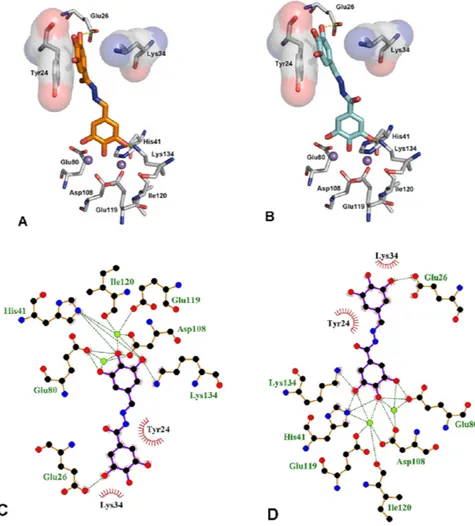 Figure 5.  First (A) and second (B) GOLD cluster docked solutions of compound 23 (orange and cyan, 