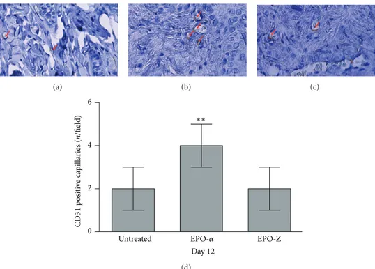 Figure 4: CD31 immunostaining of burned skin from mice untreated (a) or treated with EPO-