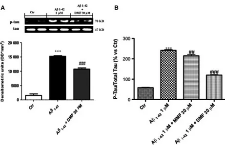 Fig. 2 Dimethyl fumarate (DMF) pre-treatment preserved A b-induced tau phosphorylation in human SHSY5Y neuronal cells