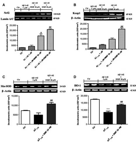 Fig. 3 Dimethyl fumarate (DMF) pre-treatment on Nrf2-mediated antioxidant response. Nrf2 expression showed a tendency to decrease following A b 1-42 1 lM stimulation (A), while DMF 30 lM pre-treatment up-regulated Nrf2 levels as compared to control group, 