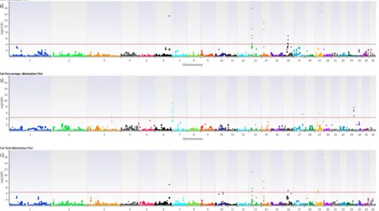 Fig 1. Manhattan plots of–Log10 (p- value) for milk yield (a), fat percentage (b) and fat yield (c).