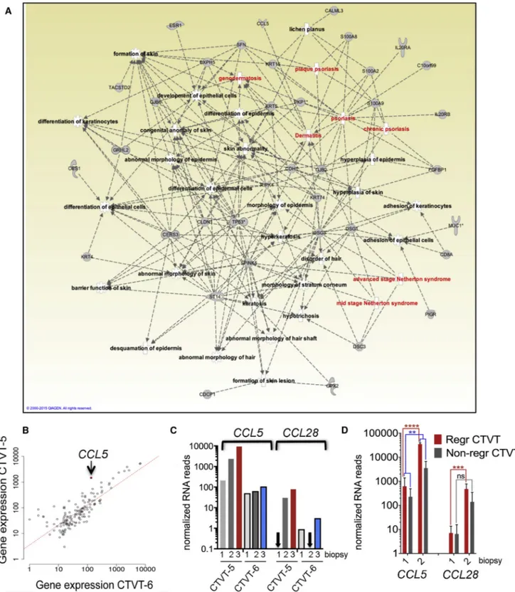 Figure 4. Early Upregulation of Epithelial and Inflammation-Related Genes Characterizes CTVT Regression