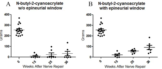 Fig 1. Performance of rats in the grasping test following end-to-side neurorrhaphy. A: N-butyl-2-cyanoacrylate w/o epineurial window group (group 1); B: N-butyl-2-cyanoacrylate with epineurial window group (group 2)