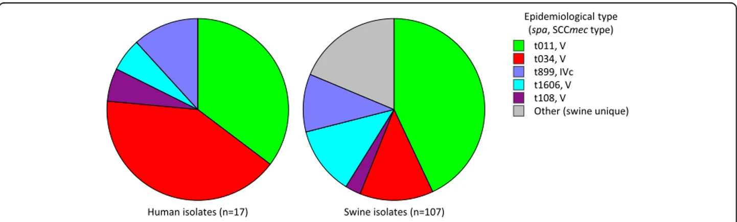 Fig. 2 Combined spa and SCCmec types of ST398 MRSA isolates from farm workers and swine