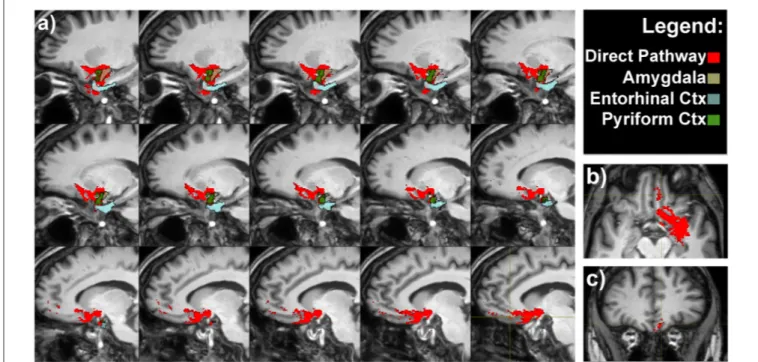 FIGURE 3 | Olfactory direct pathway. (A) Latero-medial sagittal views of the connections between the primary olfactory cortices—amygdala, entorhinal and piriform cortices—with the medial orbitofrontal cortex (OFC)